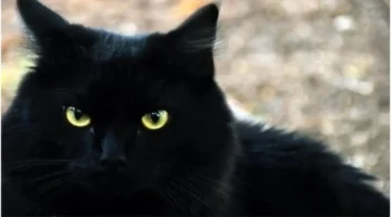 تفسير رؤيا القط الأسود في المنام بين الخير والشر حسب ابن سيرين 1